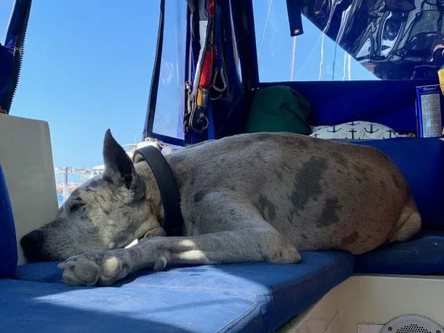 sailing with a dog